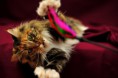/album/galerie/maine-coon4-jpg/